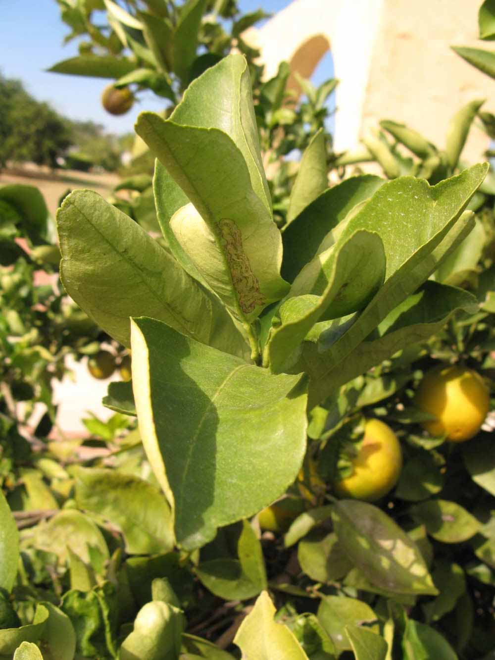            Sun leaves (Winter Haven, FL)   